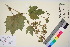  (Filipendula - TROM_V_964892_sg)  @11 [ ] CreativeCommons - Attribution Non-Commercial Share-Alike (2016) Unspecified Tromso University Museum
