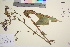  ( - TROM_V_965038_sg)  @11 [ ] CreativeCommons - Attribution Non-Commercial Share-Alike (2016) Unspecified Tromso University Museum