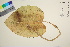  ( - TROM_V_965038_sg)  @11 [ ] CreativeCommons - Attribution Non-Commercial Share-Alike (2016) Unspecified Tromso University Museum
