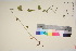  ( - TROM_V_965170_sg)  @11 [ ] CreativeCommons - Attribution Non-Commercial Share-Alike (2017) Unspecified Tromsø University Museum