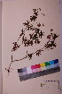  ( - TROM_V_965190_sg)  @11 [ ] CreativeCommons - Attribution Non-Commercial Share-Alike (2018) Unspecified Tromsø University Museum