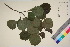  ( - TROM_V_965224_sg)  @11 [ ] CreativeCommons - Attribution Non-Commercial Share-Alike (2017) Unspecified Tromsø University Museum