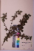  (Cotoneaster cf. divaricatus - TROM_V_965312_sg)  @11 [ ] CreativeCommons - Attribution Non-Commercial Share-Alike (2018) Unspecified Tromsø University Museum