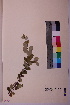  ( - TROM_V_965329_sg)  @11 [ ] CreativeCommons - Attribution Non-Commercial Share-Alike (2018) Unspecified Tromsø University Museum
