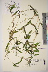 ( - TROM_V_965691_sg)  @11 [ ] CreativeCommons - Attribution Non-Commercial Share-Alike (2017) Unspecified Tromsø University Museum