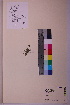  ( - TROM_V_965710_sg)  @11 [ ] CreativeCommons - Attribution Non-Commercial Share-Alike (2018) Unspecified Tromsø University Museum