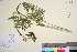  ( - TROM_V_965741_sg)  @11 [ ] CreativeCommons - Attribution Non-Commercial Share-Alike (2016) Unspecified Tromso University Museum
