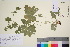  (Alchemilla murbeckiana - TROM_V_96581_sg)  @11 [ ] CreativeCommons - Attribution Non-Commercial Share-Alike (2016) Unspecified Tromso University Museum