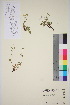  ( - TROM_V_96586_sg)  @11 [ ] CreativeCommons - Attribution Non-Commercial Share-Alike (2016) Unspecified Tromso University Museum
