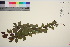  ( - TROM_V_965862_sg)  @11 [ ] CreativeCommons - Attribution Non-Commercial Share-Alike (2016) Unspecified Tromso University Museum