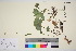  ( - TROM_V_965990_sg)  @11 [ ] CreativeCommons - Attribution Non-Commercial Share-Alike (2016) Unspecified Tromso University Museum