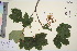  ( - TROM_V_966006_sg)  @11 [ ] CreativeCommons - Attribution Non-Commercial Share-Alike (2016) Unspecified Tromso University Museum