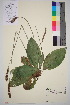  ( - TROM_V_966015_sg)  @11 [ ] CreativeCommons - Attribution Non-Commercial Share-Alike (2016) Unspecified Tromso University Museum