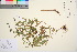  ( - TROM_V_966109_sg)  @11 [ ] CreativeCommons - Attribution Non-Commercial Share-Alike (2016) Unspecified Tromso University Museum