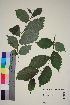  ( - TROM_V_966117_sg)  @11 [ ] CreativeCommons - Attribution Non-Commercial Share-Alike (2015) Unspecified Tromsø University Museum