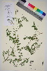  ( - TROM_V_96652_sg)  @11 [ ] CreativeCommons - Attribution Non-Commercial Share-Alike (2015) Unspecified Tromsø University Museum