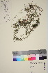  ( - TROM_V_966521_sg)  @11 [ ] CreativeCommons - Attribution Non-Commercial Share-Alike (2016) Unspecified Tromso University Museum