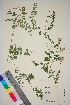  ( - TROM_V_96652_sg)  @11 [ ] CreativeCommons - Attribution Non-Commercial Share-Alike (2015) Unspecified Tromsø University Museum