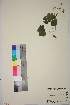  (Waldsteinia - TROM_V_967083_sg)  @11 [ ] CreativeCommons - Attribution Non-Commercial Share-Alike (2018) Unspecified Tromsø University Museum