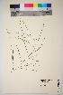  ( - TROM_V_967578_sg)  @11 [ ] CreativeCommons - Attribution Non-Commercial Share-Alike (2017) Unspecified Tromsø University Museum