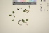  (Primula juliae - TROM_V_967755_sg)  @11 [ ] CreativeCommons - Attribution Non-Commercial Share-Alike (2016) Unspecified Tromso University Museum