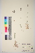  (frigida - TROM_V_968048_sg)  @11 [ ] CreativeCommons - Attribution Non-Commercial Share-Alike (2017) Unspecified Tromsø University Museum