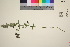  ( - TROM_V_968115_sg)  @11 [ ] CreativeCommons - Attribution Non-Commercial Share-Alike (2016) Unspecified Tromso University Museum
