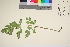  (Levisticum - TROM_V_968325_sg)  @11 [ ] CreativeCommons - Attribution Non-Commercial Share-Alike (2017) Unspecified Tromsø University Museum