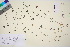  (Galium elongatum - TROM_V_96889_sg)  @11 [ ] CreativeCommons - Attribution Non-Commercial Share-Alike (2016) Unspecified Tromso University Museum