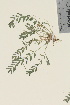  (Oxytropis lapponica - TROM_V_97080_sg)  @11 [ ] CreativeCommons - Attribution Non-Commercial Share-Alike (2016) Unspecified Tromso University Museum