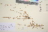  ( - TROM_V_97130_sg)  @11 [ ] CreativeCommons - Attribution Non-Commercial Share-Alike (2016) Unspecified Tromso University Museum