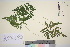  ( - TROM_V_990730_sg)  @11 [ ] CreativeCommons - Attribution Non-Commercial Share-Alike (2016) Unspecified Tromso University Museum