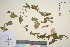  ( - TROM_V_990755_sg)  @11 [ ] CreativeCommons - Attribution Non-Commercial Share-Alike (2016) Unspecified Tromso University Museum