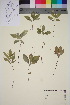  ( - TROM_V_990785_sg)  @11 [ ] CreativeCommons - Attribution Non-Commercial Share-Alike (2015) Unspecified Tromsø University Museum