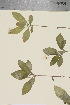  ( - TROM_V_990785_sg)  @11 [ ] CreativeCommons - Attribution Non-Commercial Share-Alike (2015) Unspecified Tromsø University Museum
