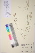  ( - TROM_V_991035_sg)  @11 [ ] CreativeCommons - Attribution Non-Commercial Share-Alike (2017) Unspecified Tromsø University Museum