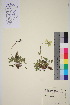  ( - TROM_V_991063_sg)  @11 [ ] CreativeCommons - Attribution Non-Commercial Share-Alike (2016) Unspecified Tromso University Museum