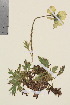  ( - TROM_V_991063_sg)  @11 [ ] CreativeCommons - Attribution Non-Commercial Share-Alike (2016) Unspecified Tromso University Museum
