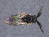  (Neodiprion - WSSF148)  @14 [ ] CreativeCommons - Attribution Non-Commercial Share-Alike (2013) WSDA Entomology Washington State Department of Agriculture