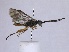  ( - WSSF231)  @14 [ ] CreativeCommons - Attribution Non-Commercial Share-Alike (2013) WSDA Entomology Washington State Department of Agriculture