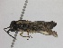  (Empria multicolor - WSSF28)  @13 [ ] CreativeCommons - Attribution Non-Commercial Share-Alike (2013) WSDA Entomology Washington State Department of Agriculture