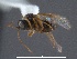  ( - WSSF305)  @12 [ ] CreativeCommons - Attribution Non-Commercial Share-Alike (2013) WSDA Entomology Washington State Department of Agriculture
