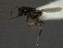  (Pnigalio sp - WSSF338)  @11 [ ] CreativeCommons - Attribution Non-Commercial Share-Alike (2013) WSDA Entomology Washington State Department of Agriculture