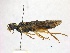  (Onycholyda sitkensis - WSSF35)  @14 [ ] CreativeCommons - Attribution Non-Commercial Share-Alike (2013) WSDA Entomology Washington State Department of Agriculture