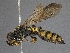  (Cerceris nigrescens - WSSF358)  @15 [ ] CreativeCommons - Attribution Non-Commercial Share-Alike (2013) WSDA Entomology Washington State Department of Agriculture