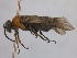  (Paracharactus montivaga - WSSF41)  @13 [ ] CreativeCommons - Attribution Non-Commercial Share-Alike (2013) WSDA Entomology Washington State Department of Agriculture