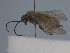  ( - WSSF83)  @12 [ ] CreativeCommons - Attribution Non-Commercial Share-Alike (2013) WSDA Entomology Washington State Department of Agriculture