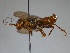  (Acantholyda - WSSF85)  @14 [ ] CreativeCommons - Attribution Non-Commercial Share-Alike (2013) WSDA Entomology Washington State Department of Agriculture
