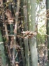  ( - Btul5)  @11 [ ] No Rights Reserved  Unspecified Unspecified