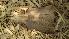  ( - Bb37a)  @11 [ ] No Rights Reserved  Unspecified Unspecified